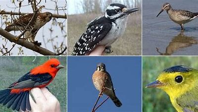 🌟 استكشف عالم الألوان والأصوات: عرض مذهل لأنواع متعددة من الطيور! 🦜