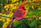 🌟 استكشف عالم الألوان والأصوات: عرض مذهل لأنواع متعددة من الطيور! 🦜