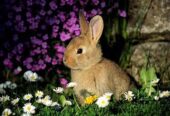 🐇 اكتشف سحر الأرانب واستمتع بجو الطبيعة! 🌿