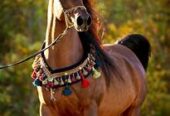 🐴 للبيع: خيول جميلةعربية أصيلة وقوية تنتظركم! 🐴