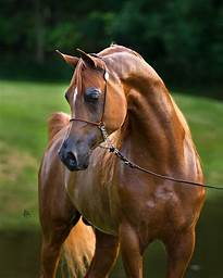🐴 للبيع: خيول جميلةعربية أصيلة وقوية تنتظركم! 🐴